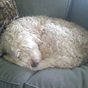 Meet your Posher, Lily